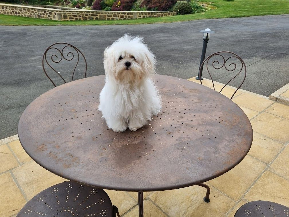 Pipo Du Clos des Trois Rivières