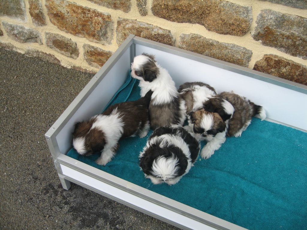 Chiot Shih Tzu du domaine des Landes