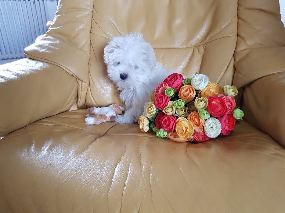 du domaine des Landes - Chiots disponibles - Bichon maltais