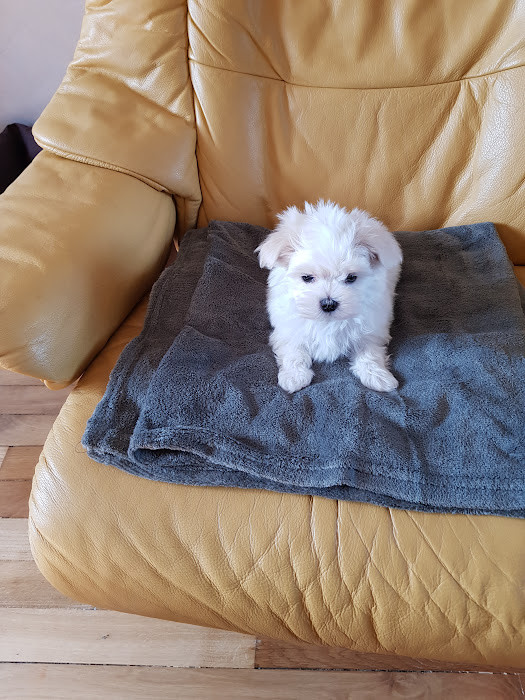 du domaine des Landes - Chiots disponibles - Bichon maltais