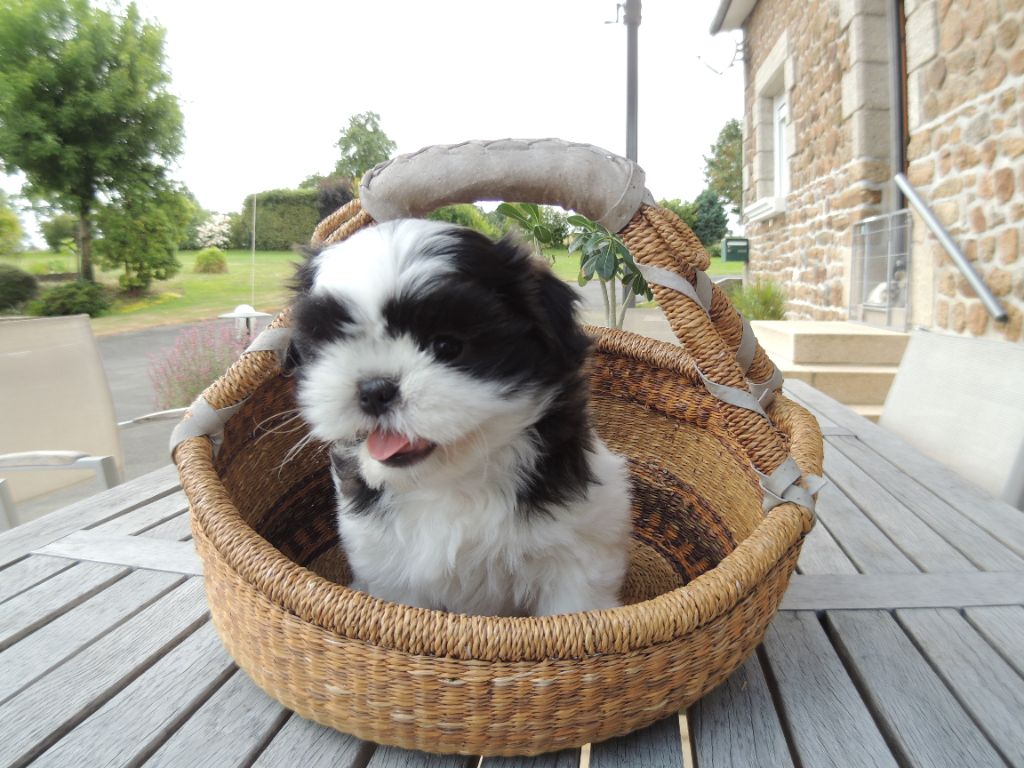 du domaine des Landes - Chiots disponibles - Shih Tzu