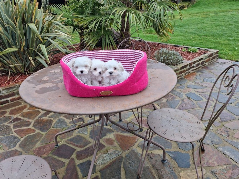 du domaine des Landes - Bichon maltais - Portée née le 06/09/2025