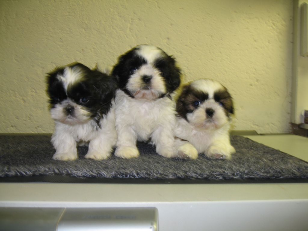 Chiot Shih Tzu du domaine des Landes