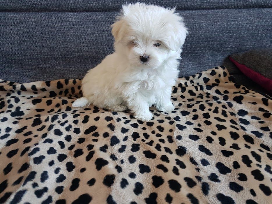 du domaine des Landes - Chiots disponibles - Bichon maltais