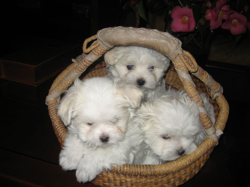 Chiot Bichon maltais du domaine des Landes