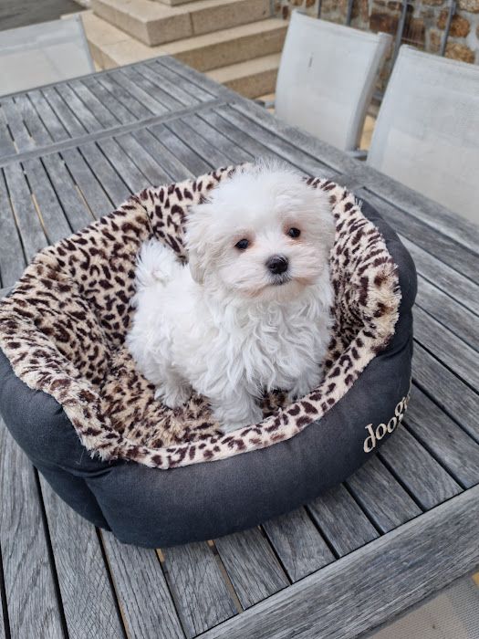 du domaine des Landes - Chiots disponibles - Bichon maltais