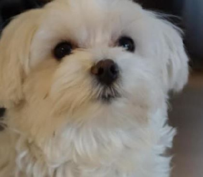 CHIOT 1