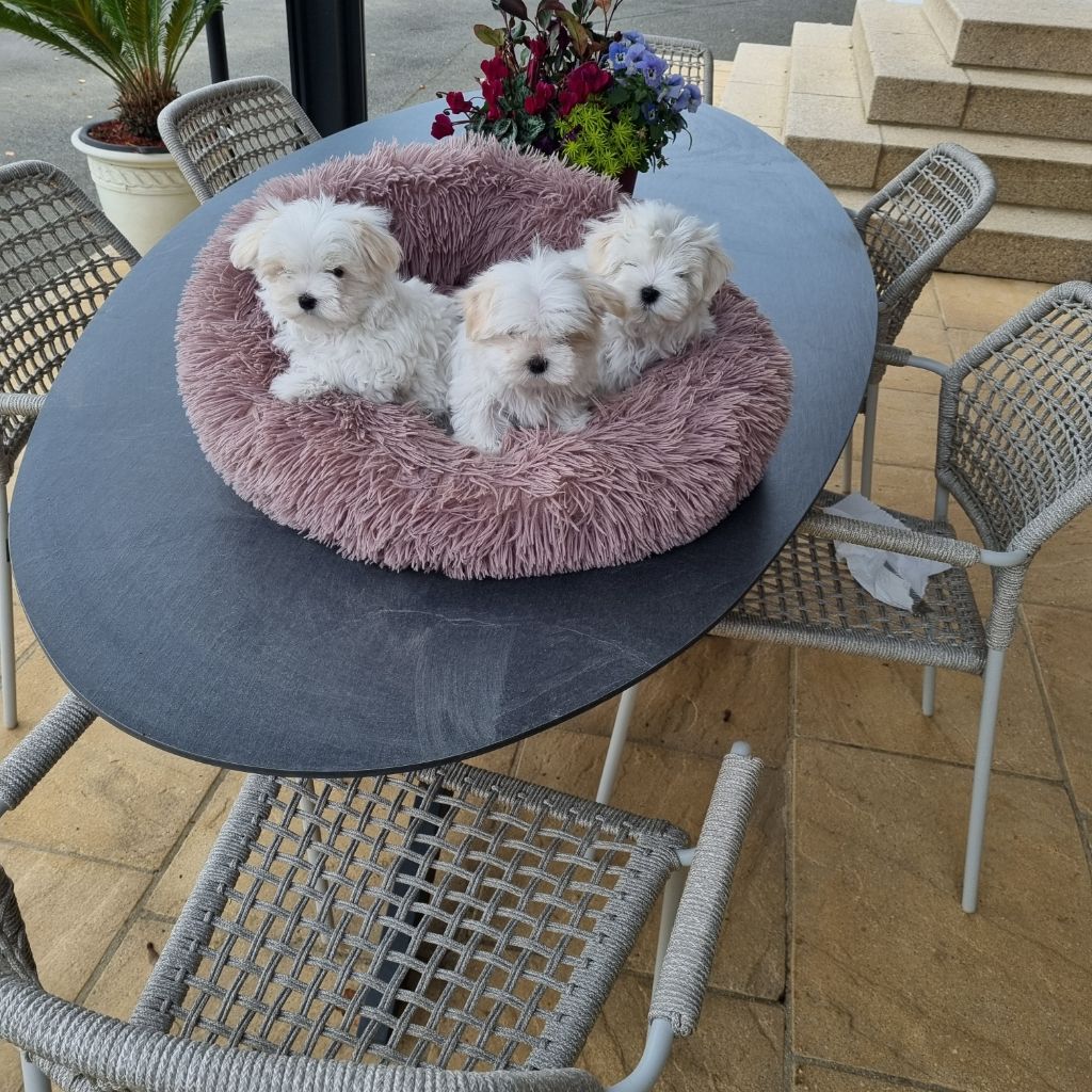 du domaine des Landes - Bichon maltais - Portée née le 21/09/2025