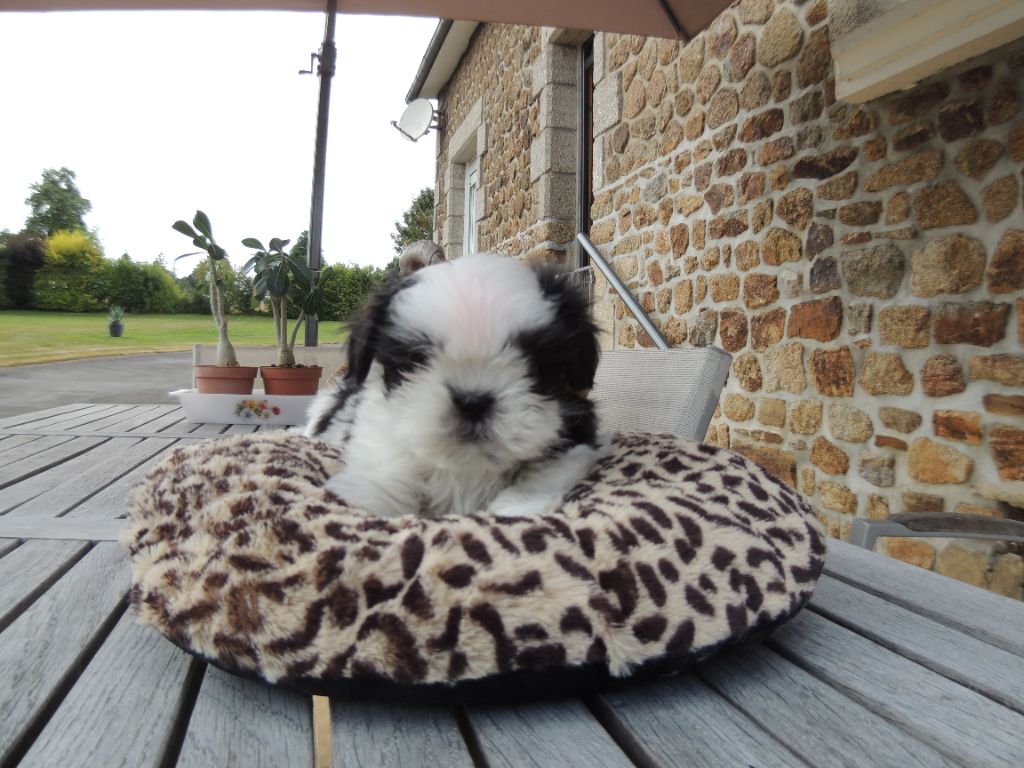 du domaine des Landes - Chiots disponibles - Shih Tzu