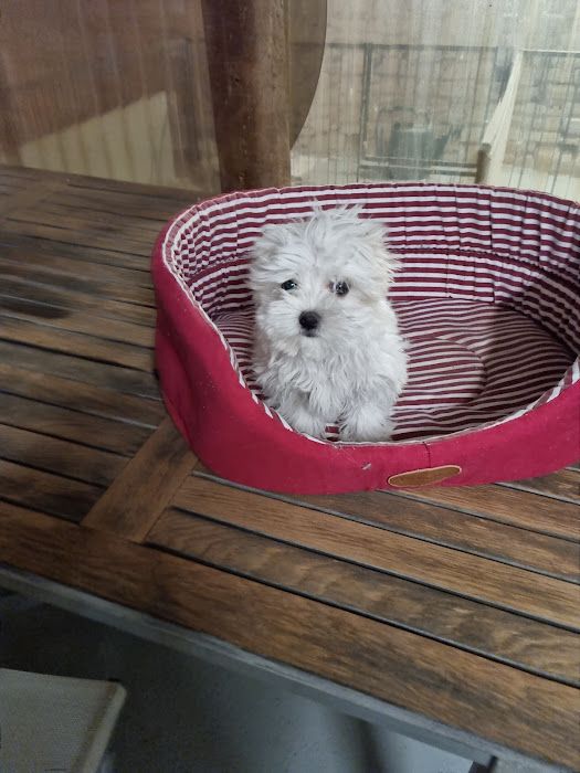 du domaine des Landes - Chiots disponibles - Bichon maltais